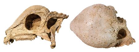 発見されたパキケファロサウルス類の頭部の化石。右は上面（研究グループ提供）