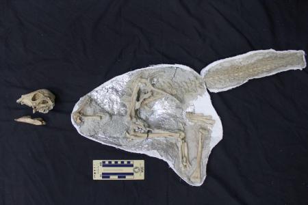 　発見されたパキケファロサウルス類の全身骨格化石（研究グループ提供）