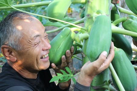 青いパパイアを手にほほえむ足立真弘さん＝９日、神奈川県秦野市