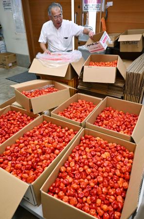 収獲の最盛期を迎え、道の駅ひらたへ運び込まれた激辛唐辛子ハバネロ。奥は選別作業をする高野哲也駅長＝１５日、福島県平田村