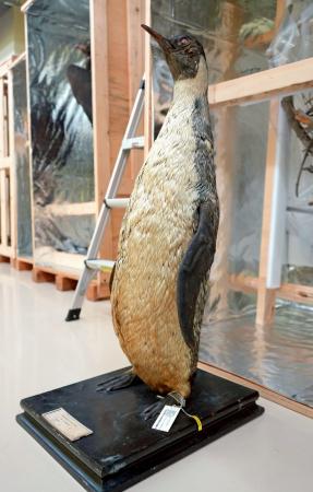 白瀬南極探検隊が捕獲したコウテイペンギンの剥製＝８月、台北の国立台湾博物館（共同）