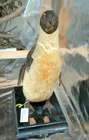 白瀬南極探検隊が捕獲したアデリーペンギンの剥製=8月、台北の国立台湾博物館(共同)