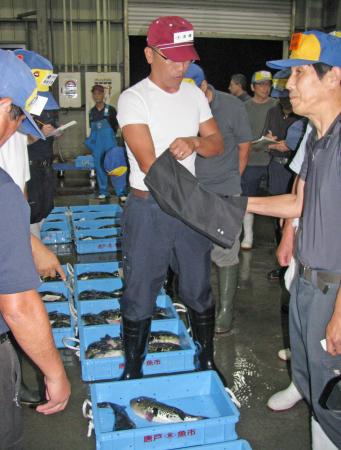 南風泊仮設市場で行われたフグの初競り＝２６日未明、山口県下関市