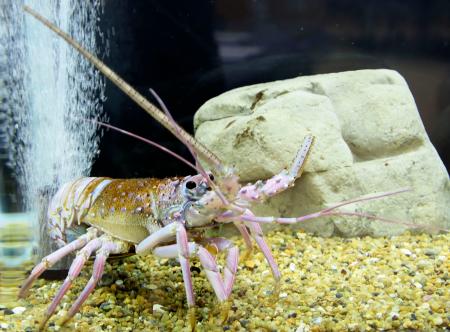 展示されている白いイセエビ＝１９日、千葉県勝浦市の県立中央博物館分館「海の博物館」