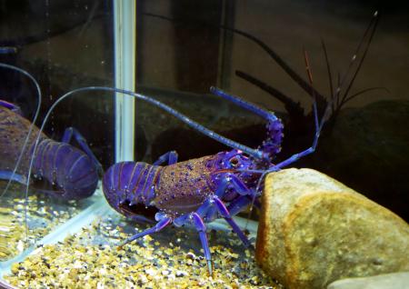 　展示されている青いイセエビ＝１９日、千葉県勝浦市の県立中央博物館分館「海の博物館」