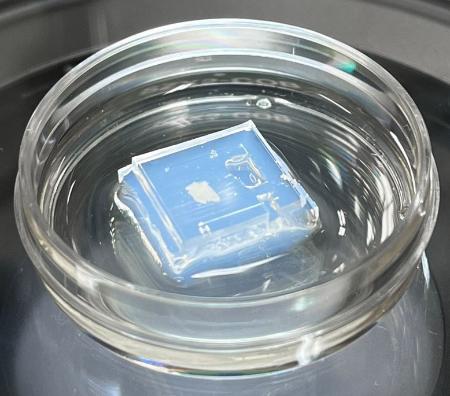 人工的に培養したマウスの子宮組織（平岡毅大・東大病院特任研究員提供）