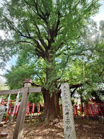 　雑司ケ谷鬼子母神堂境内の大イチョウ＝東京都豊島区