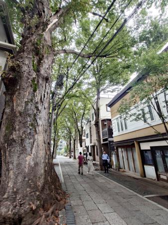 　雑司ケ谷鬼子母神堂に続く参道のケヤキ並木＝東京都豊島区