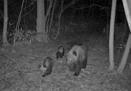 1日夜、札幌市南区の市街地に近い林道を歩くヒグマの親子(札幌市提供)