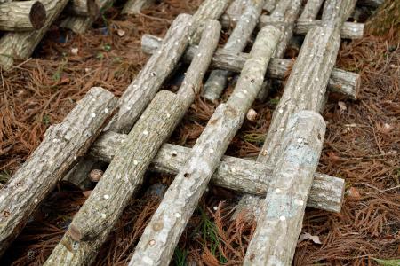 露地栽培原木シイタケのほだ木