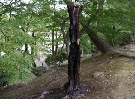 名古屋城敷地内で燃えた木=10日午後、名古屋市