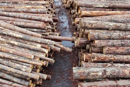 　カナダの製材所に並べられた木材＝４月（ロイター＝共同）