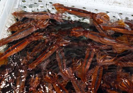 いけすで泳ぐスルメイカ=6月、北海道函館市