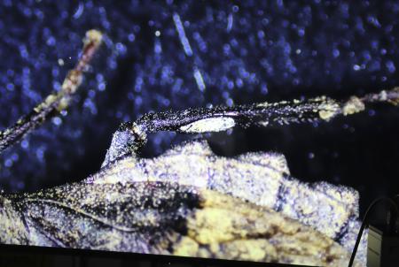 楕円形の「共生器官」がある雌のノコギリカメムシの後ろ足＝１５日、茨城県つくば市