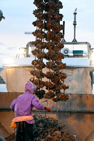 　水揚げされた養殖カキ＝２０日早朝、広島県廿日市市