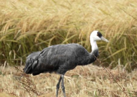 　２０２０年、出水平野に飛来したナベヅル＝鹿児島県出水市（鹿児島県ツル保護会提供）