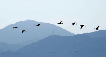 鹿児島県出水市の出水平野に、今季初めて飛来したツル＝２１日午前（鹿児島県ツル保護会提供）