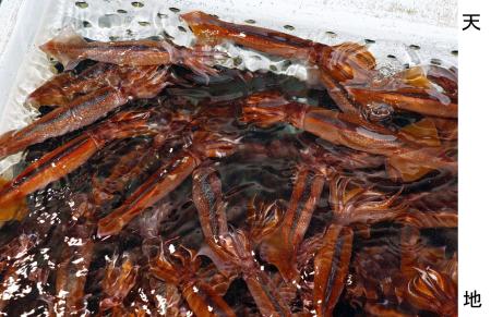 いけすで泳ぐスルメイカ=6月、北海道函館市