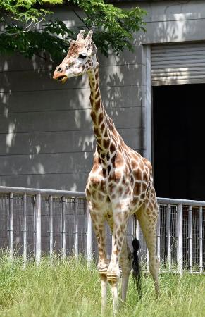 名古屋市の東山動植物園で飼育していた雄のアミメキリン「トリノ」=6月(同園提供)