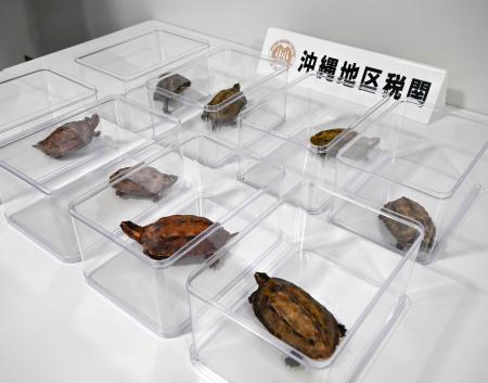 沖縄地区税関が押収した、国の天然記念物で絶滅危惧種の「リュウキュウヤマガメ」＝２４日午前、那覇市