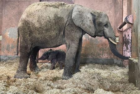 ８月、国内で初めて誕生したマルミミゾウの子ども（下）。愛称が「アオ」に決まった（広島市安佐動物公園提供）