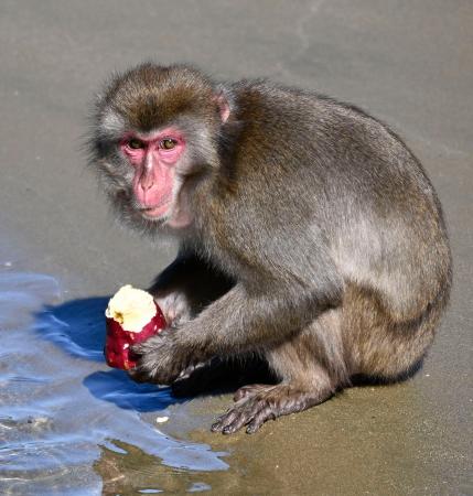 海水でイモを洗って食べる幸島のサル＝３日午前、宮崎県串間市