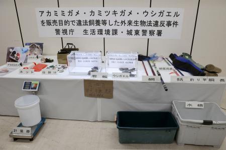 押収された捕獲道具やウシガエルなど＝４日午前、警視庁城東署
