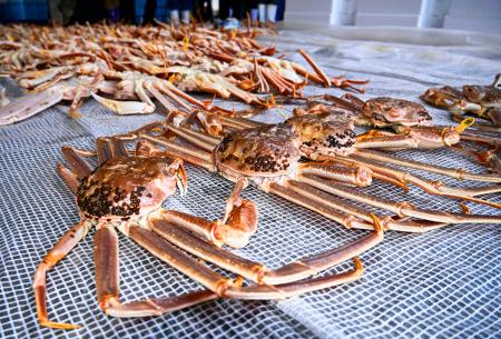 　ズワイガニ漁が解禁され、越前漁港に並んだ「越前ガニ」＝６日午後、福井県越前町