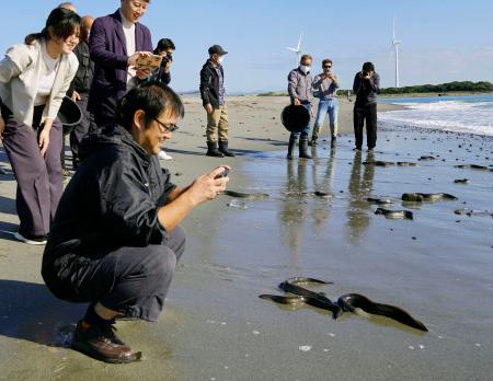 天竜川河口に放流したウナギを見守る養鰻業関係者ら＝７日午前、浜松市