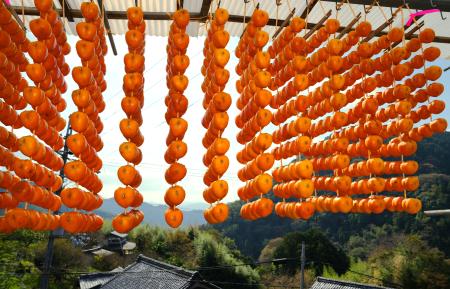 最盛期を迎えた串柿作り＝７日午前、和歌山県かつらぎ町