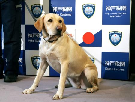 神戸空港で有害薬物の臭いをかぎ分けた麻薬探知犬「ハードル号」＝７日午後、神戸市
