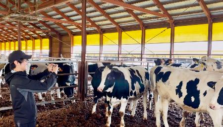 丸紅が試験提供を始めたスマホアプリで牛の体重を推計する畜産農家＝１０月、北海道