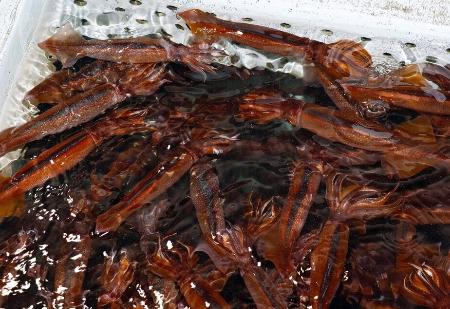 漁港に戻った漁船のいけすで泳ぐスルメイカ＝６月、北海道函館市