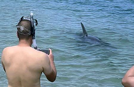 福井県敦賀市の白木海水浴場に現れたイルカ＝２０２４年８月（遊泳客提供）