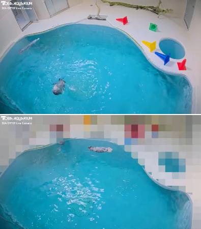 鳥羽水族館のラッコ水槽のライブ映像（上）。飼育員が立ち入った時はプールサイドをモザイク処理し配信されている（下）。写真提供：鳥羽水族館（ラッコライブカメラより）