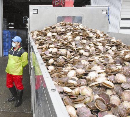 北海道産のホタテ＝２０２１年３月、北海道猿払村