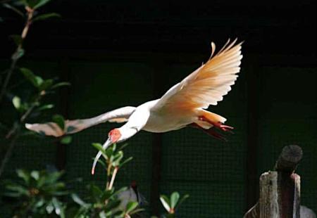 国の特別天然記念物トキの優優（佐渡トキ保護センター提供）