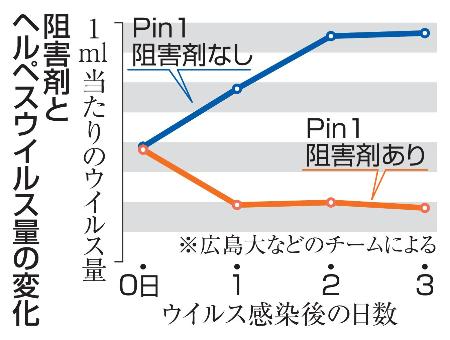 阻害剤とヘルペスウイルス量の変化