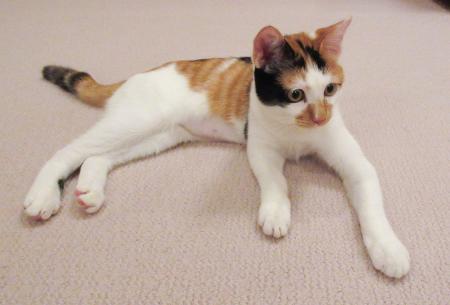 　天皇ご一家が８月に引き取られた保護猫で、雌の三毛猫「美海」（宮内庁提供）