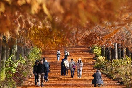 兵庫県加東市の県立播磨中央公園で見頃を迎えたラクウショウの紅葉＝１１月