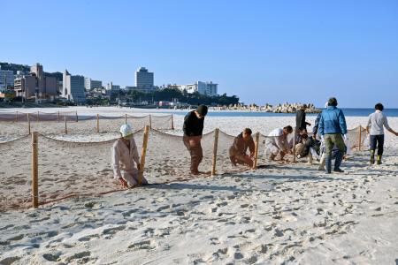 和歌山県白浜町の白良浜で、砂の飛散を防ぐネットを設置する町職員ら＝１１月