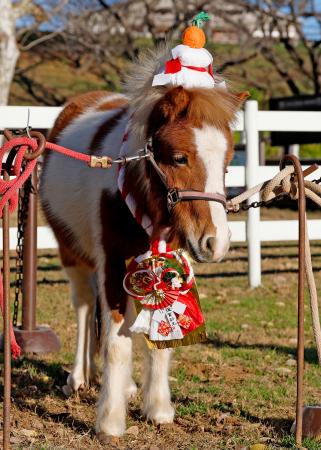 ２０２６年の干支「午」にちなみ、正月らしい飾りを身に着けて写真撮影に臨むポニーの「くう」＝４日午後、千葉県成田市