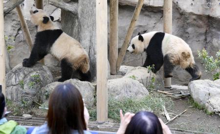 双子のジャイアントパンダの雄シャオシャオ（右）と雌レイレイ＝２０２４年４月、東京・上野動物園