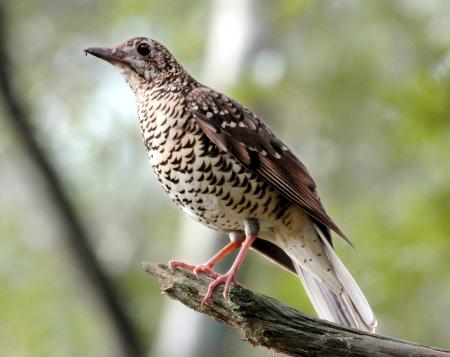 オオトラツグミ(環境省提供)