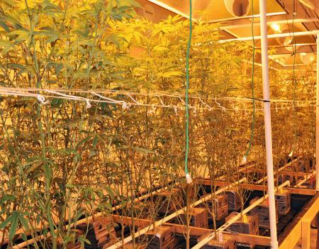 米ロサンゼルスで栽培される医療用大麻＝２０１５年１２月