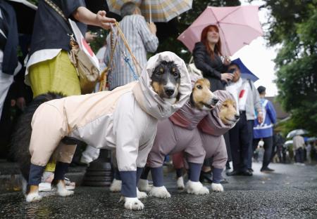 三重県伊勢市で、雨具を着せられ並ぶ犬＝６月