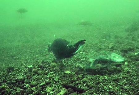 産卵前に湖底に穴を掘るクニマスのメス＝２日、山梨県富士河口湖町の西湖（同県提供）