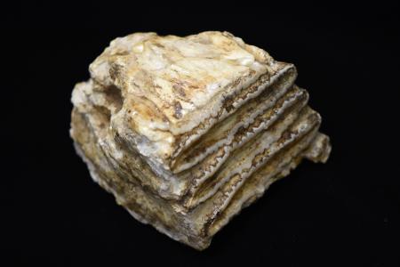 ＤＮＡ解析に使用された約３万４千年前のナウマンゾウの臼歯の化石（瀬川高弘山梨大講師提供）