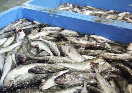 水揚げされたマダラ