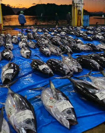 勝浦地方卸売市場の初市に並んだマグロ＝４日早朝、和歌山県那智勝浦町
